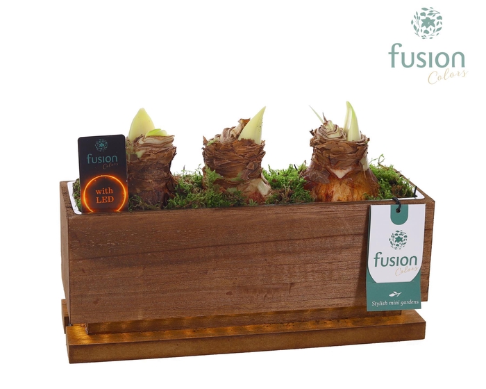 <h4>The Green Lighting Garden LED Medium lang met Amaryllis</h4>