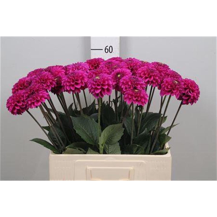 <h4>Dahl Purple Fox</h4>