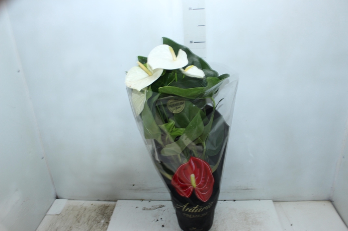 <h4>ANTHURIUM ALASKA P17 PREMIUM</h4>
