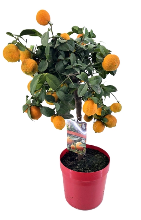 <h4>Citrus sinensis</h4>