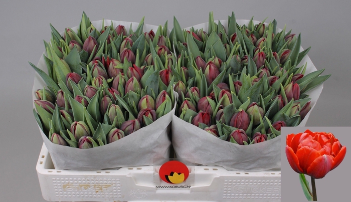 <h4>TU DU RED PRINCESS</h4>