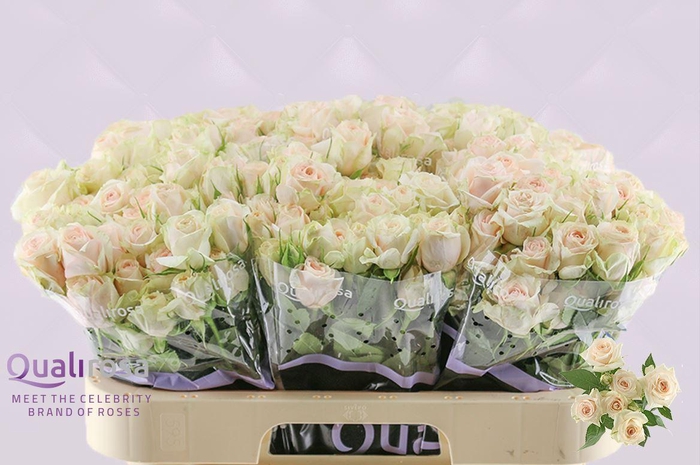 <h4>R Tr Super Bubbles</h4>