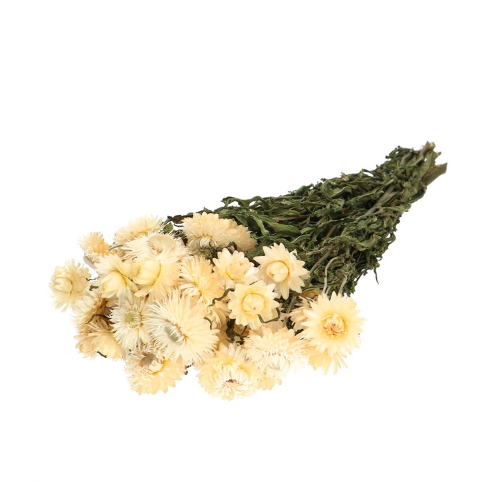 <h4>Droogbloem Helichrysum 45cm 100g</h4>