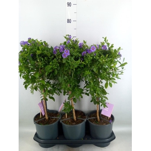 Lycianthes ran. 'Blue Fountain'