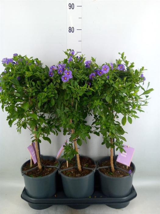 <h4>Lycianthes ran. 'Blue Fountain'</h4>