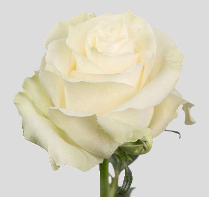 <h4>R GR MONDIAL</h4>