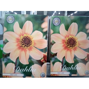 Dahlia   ...flowerbulbs