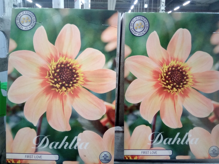 <h4>Dahlia   ...flowerbulbs</h4>