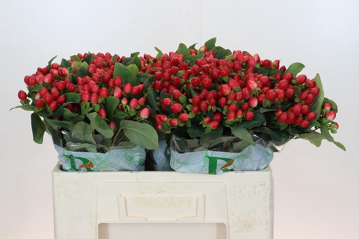 <h4>Hypericum Magical Triumph</h4>