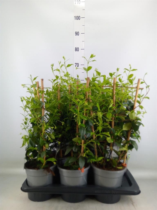 <h4>Trachelospermum jasm.</h4>