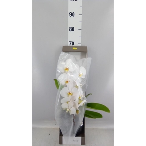 Phalaenopsis   ...white