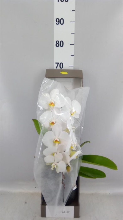 <h4>Phalaenopsis   ...white</h4>