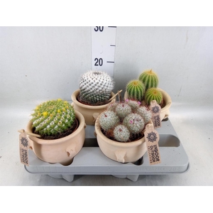 Cactus   ...mix