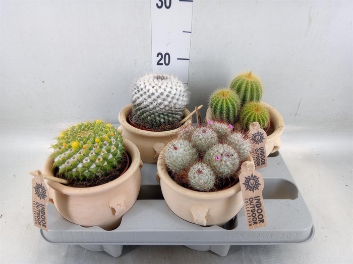 <h4>Cactus   ...mix</h4>