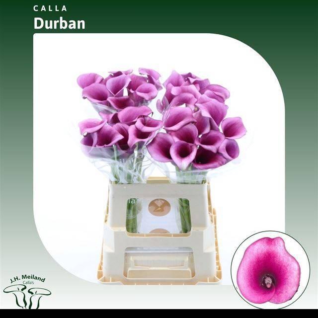 <h4>ZANT DURBAN</h4>