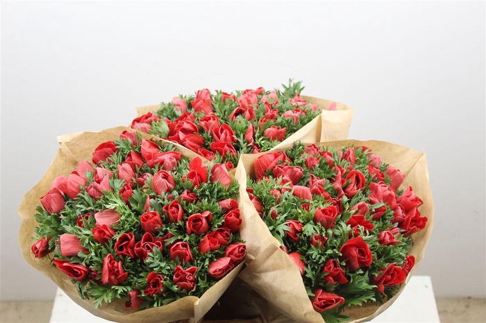 <h4>Anem Marianne Red</h4>