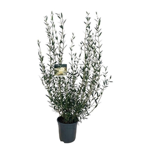 Phillyrea angustifolia