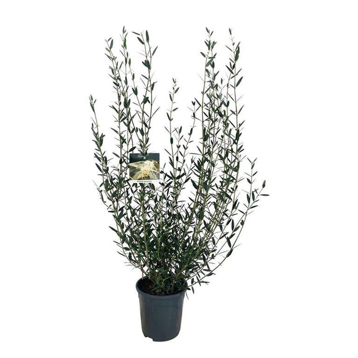 <h4>Phillyrea angustifolia</h4>