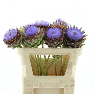 Cynara Scolymus Bloeiend