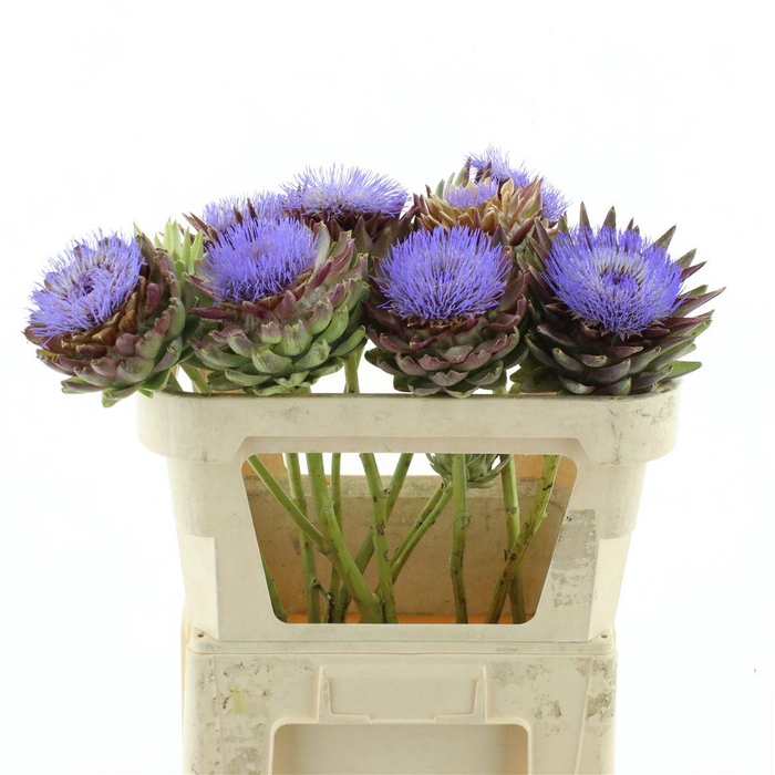 <h4>Cynara Scolymus Bloeiend</h4>