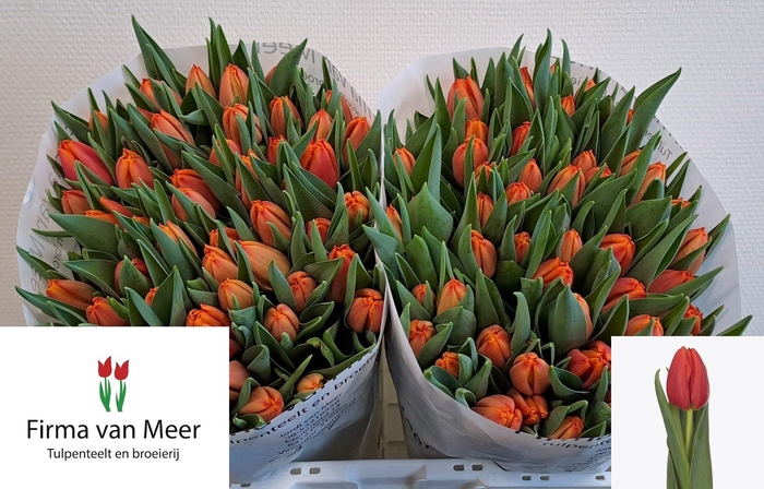 <h4>TU EN COUNTUS</h4>