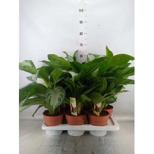 Aglaonema  'Silver Bay'
