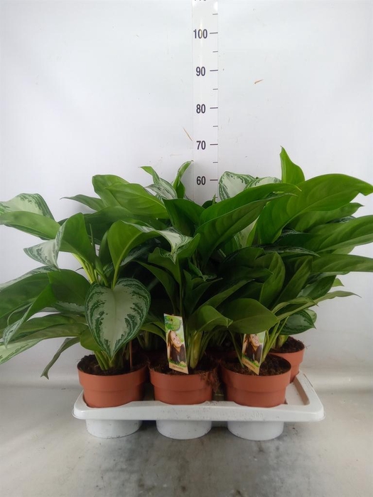 <h4>Aglaonema 'Silver Bay'</h4>