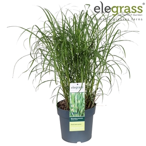 Miscanthus sinensis 'Strictus Dwarf' P23