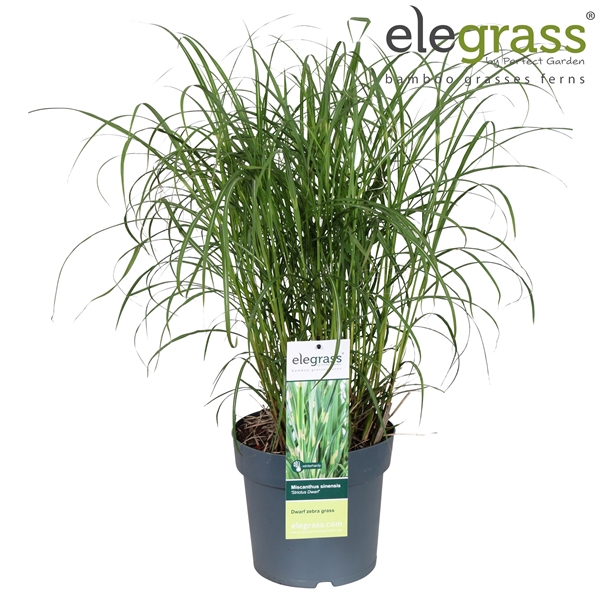 <h4>Miscanthus sinensis 'Strictus Dwarf' P23</h4>