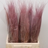Dried Stypa Penata Lavendel Bs