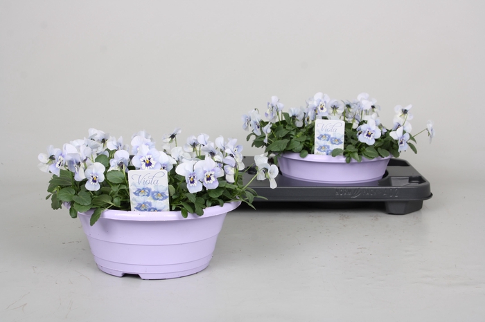 <h4>VIO CO P P BL MARINA</h4>