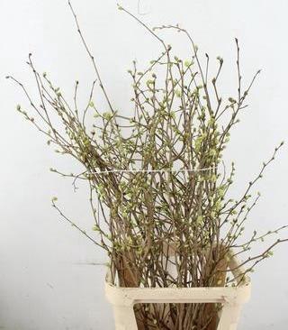 <h4>CORYLOPSIS S CYNTHIA 100CM</h4>