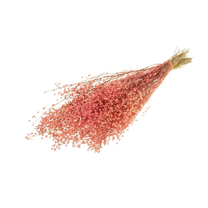 Lepidium atraxa pink