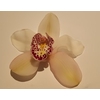 Cymbidium 8/11 White Bl pst
