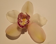 Cymbidium 12/15 White Bl pst