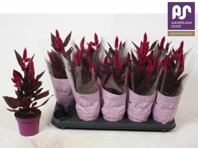 <h4>CEL MYSTIC SHADES</h4>