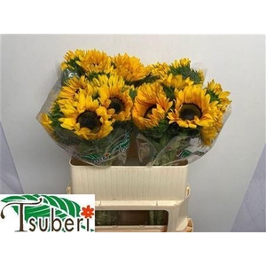 Helian An Orange Fir