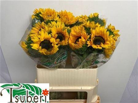 <h4>Helian An Orange Fir</h4>