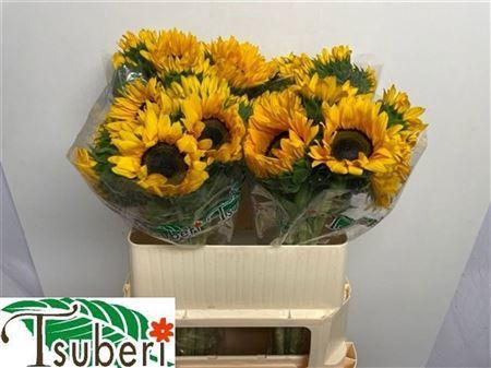 <h4>Helian An Orange Fir</h4>