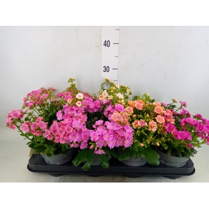 Lewisia cot. 'Rocky Colors'   ..mix