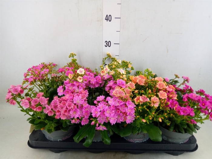 <h4>Lewisia cot. 'Rocky Colors'   ..mix</h4>