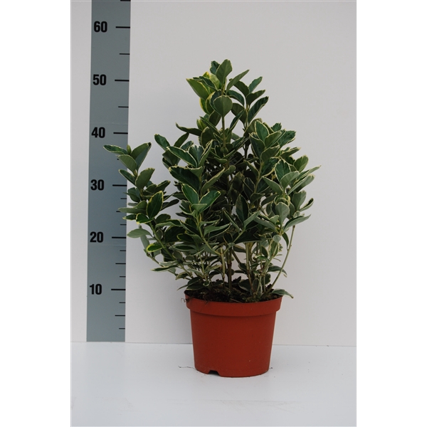 <h4>Euonymus Silver Queen</h4>