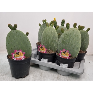 OPUNTIA