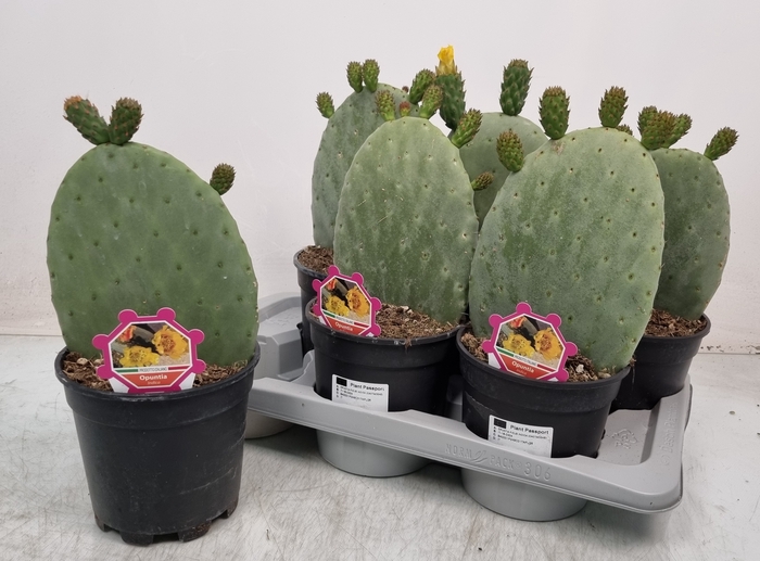 <h4>OPUNTIA</h4>