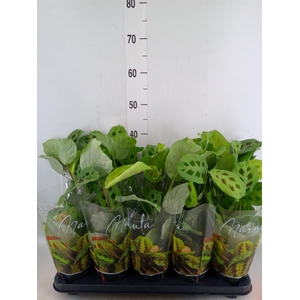 Maranta leuc. 'Kerchoveana'