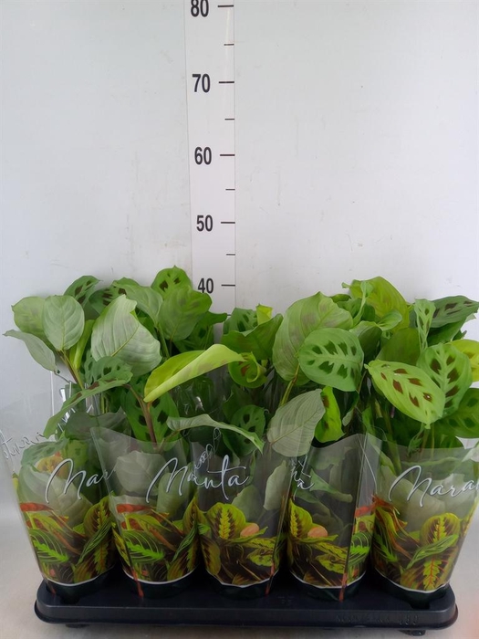 <h4>Maranta leuc. 'Kerchoveana'</h4>