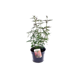 Agastache Spicey