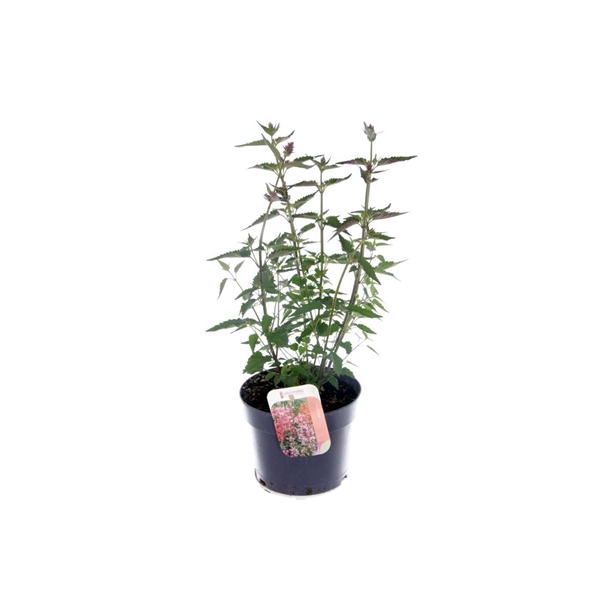 <h4>Agastache Spicey</h4>