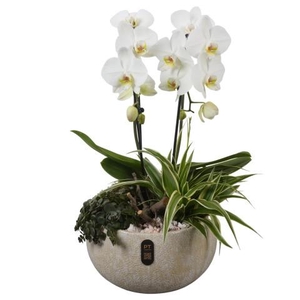 PTIB5339 Arrangementen kamerplanten