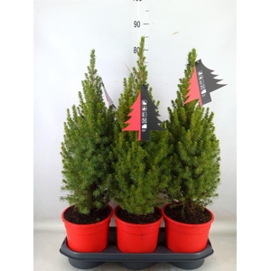 Picea glauca 'Perfecta'